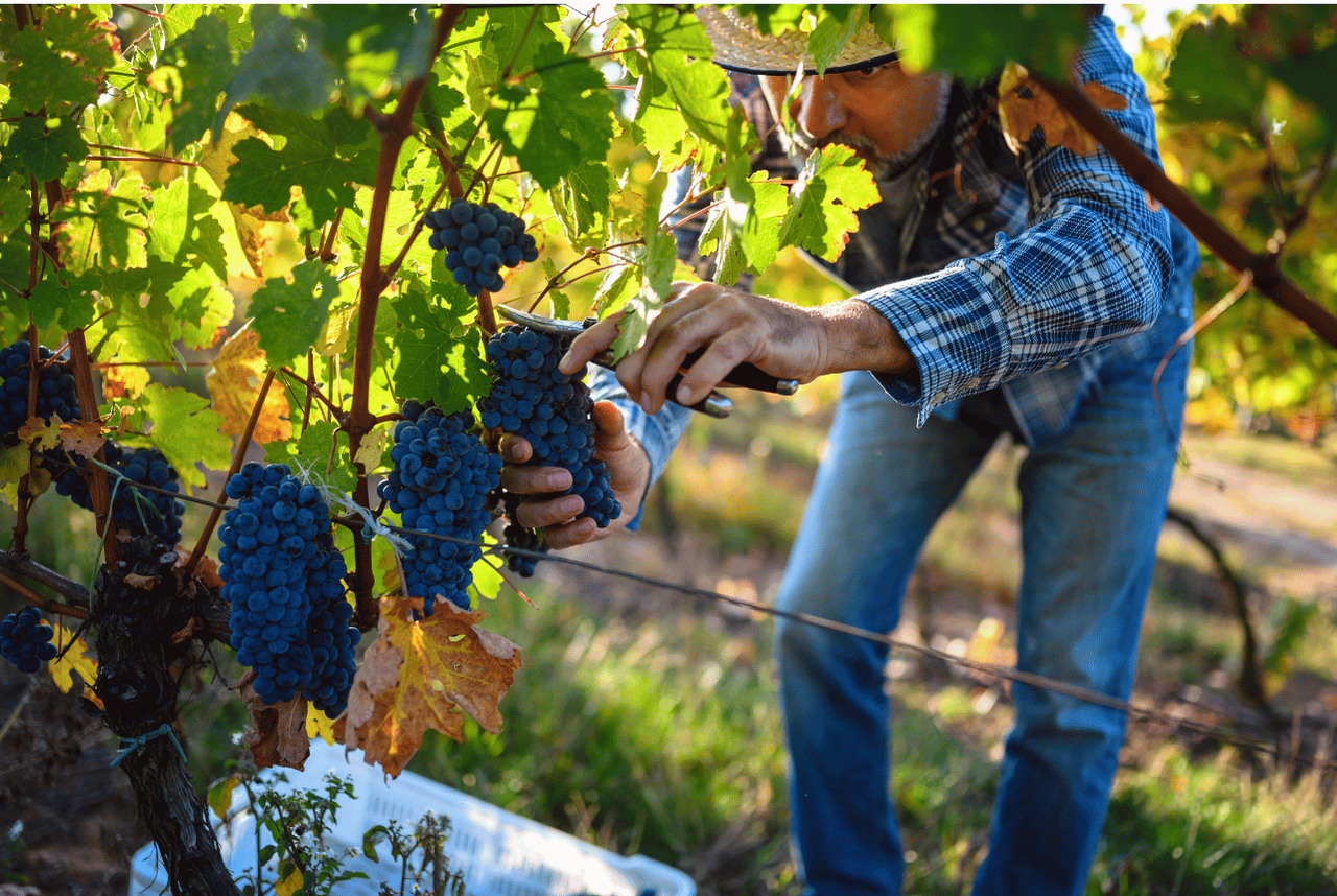 man harvesting grapes